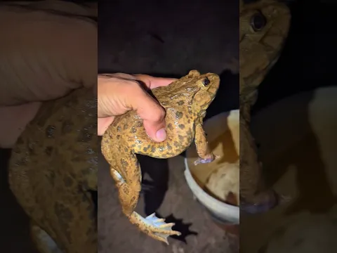 Bonk Bonk the frogs funny | Bullfrog and Toad funny fly or jump | Animal for fun | Funny Frog