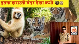 इतना बदमाश बंदर हमने पहली बार देखा 😁🙈🙉🙊🐒🦥