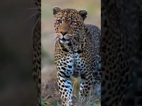 ¡Jaguar vs Anaconda! #jaguar #vs #anaconda #animalessalvajes