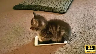 CUltimate Funny Cats 2026 🐱🤣 These Kittens Will Double Your Smile