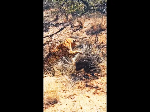 Leopard hunting porcupine gets quills in face! 🤕