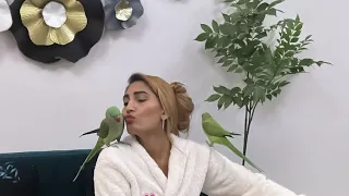 Anju Ka Parrot Kinnu 🦜  is live!