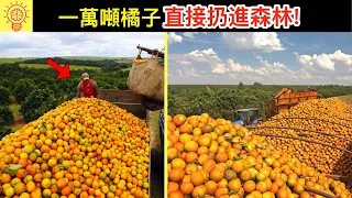 他們將一萬噸的橘子皮扔進森林，結果16年後返回時震驚了...