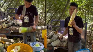 Let's listen to the sound. Panda covers his eyes #bambooshoots