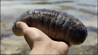 Qué Pasa con los Pepinos de Mar