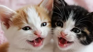 ​"🐾👀 cute baby kittens with cute voice. meow meow 🙀 #babykitten #kitten#cat #baby 