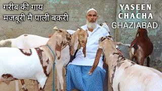 Totapari Goat Ka Collection At Yaseen Chacha Ghaziabad