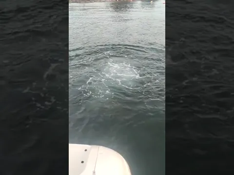 Dog diving from boat