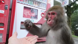 自販機でジュースをねだる天才猿にお金を渡すと…！【天才猿の日常】