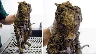 Veterinario Pensó Encontrar un Cachorro Sucio, pero Luego Recibió una Sorpresa Impactante 😨