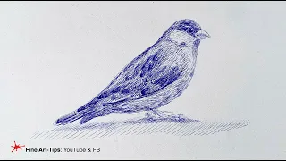 HOW TO DRAW A SPARROW BIRD WITH A CHEAP PEN