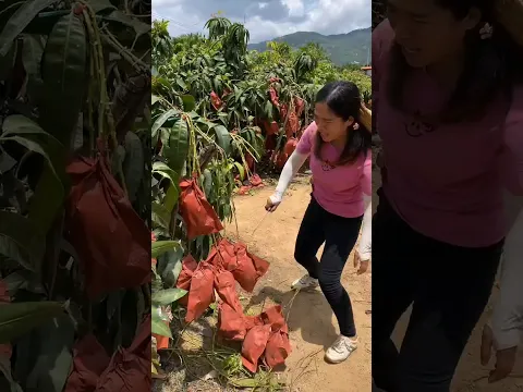 Lots of ripe mangoes 🥭🥭 and harvesting sweet mango from farm #shorts #harvest #youtubeshorts