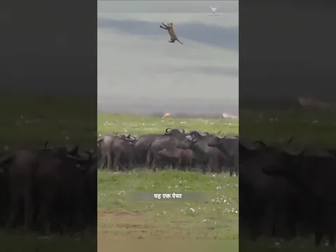 भैंसों के झुंड ने शेरों को सबक सिखाया। | Lions Vs Wild Buffalos | #animals #buffalo #lion | #shorts
