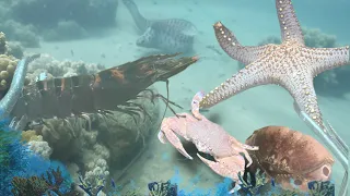 Diving to catch shrimp, fish, seafood, lobster, sea cucumber - Vlog January 16