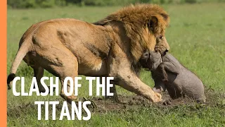 Explore the Clash of the Titans - Lions vs. Hyenas, a Fight for Territory | Full Documentary