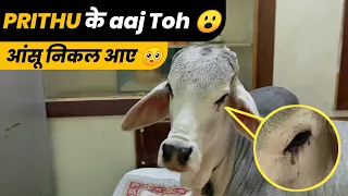 श्री राम का नाम🙏 और Prithu(नंदी) महाराज का आगमन 😍 | सुबह की शुरुआत हो तो ऐसी 🥰😇