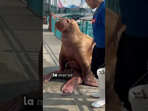 La morsa más fea se gana el respeto con verdadera bondad #animales #shorts
