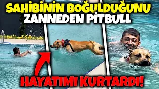 SAHİBİNİN BOĞULDUĞUNU GÖREN PİTBULL PAŞA BAKIN NE YAPTI !!!