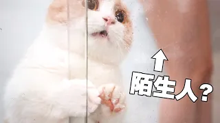 【喵来啦】陌生人给猫洗澡vs主人给猫洗澡，猫居然两幅面孔？