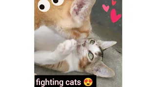 Cat Fight Compilation funny video 4k 😮