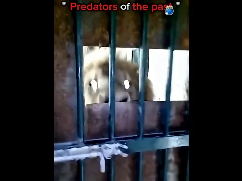 Predators: Then vs Now #lion #tiger #animals #edit