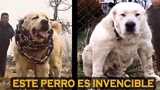 Este Perro Es EL Más Poderoso De Todos , Conócelo!!