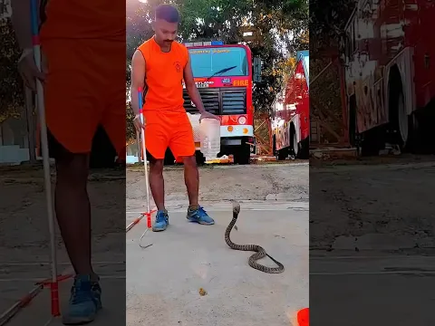 CRÉDITOS: @mr-cobra1990 #bichoscuriosos #cobra