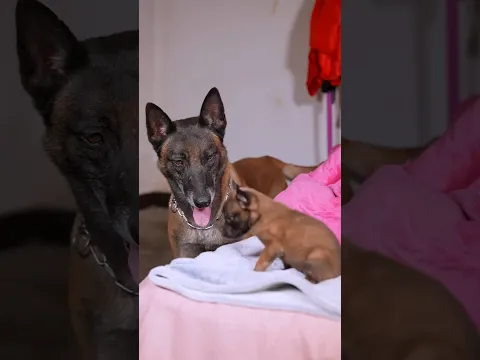 The dog and its owner found the puppy.