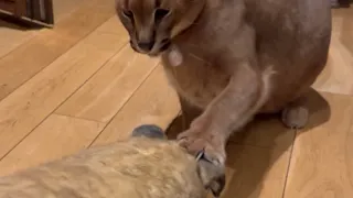 Pumba and his biggest enemy😈 Watch what happens😂