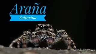 Araña saltarina, la mascota más sencilla y tierna♥️🕷️ #araña #arañas #mascotas