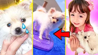 MELHORES e MAIS ENGRAÇADOS VÍDEOS da ROXY! NOSSA CACHORRINHA no Pai Também Vloga