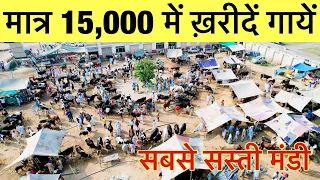 पंजाब की सबसे सस्ती पशु मंडी।। HF cow just in 15,000 // Phasu Mandi