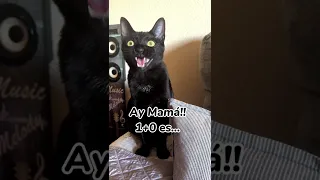 Aury dando clase matemáticas 😼 1 parte