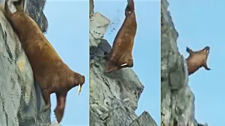 Morsa INTENTA Bajar un Acantilado, pero Pasa Esto