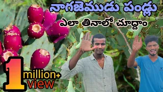 నాగజెముడు పండ్లు #village #organic #nagajemudu #dragonfamily #cactus #gifts of the nature