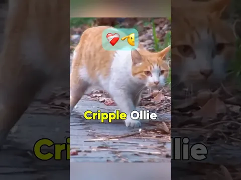 The Plot Twist Of This Story Is So Insane ❤️‍🩹🐈 (@animal_in_crisis