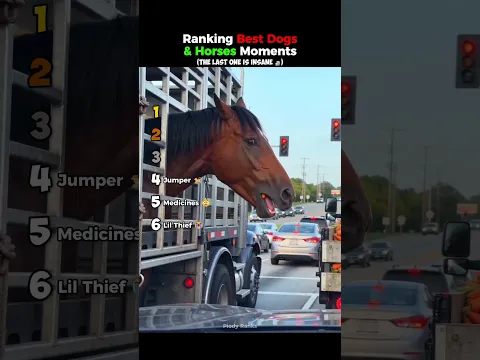 ranking best dogs & horses moments #usa