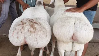 Best Dumba Collection Free Palai | Al Akbar Goat Farm.