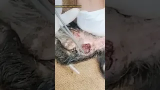 Little dog suffering from huge and horrible maggot wound| repost