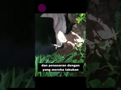 Jika Ini Tidak Direkam Tidak Ada Yang Akan Percaya #shorts