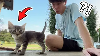 学校にやってきた迷子のネコ