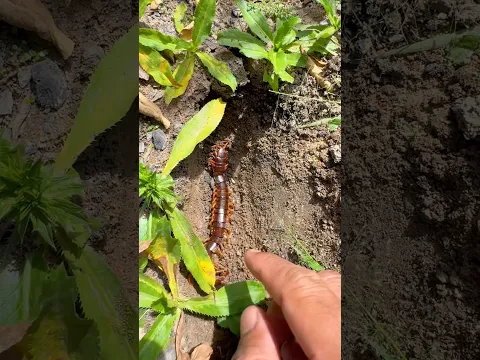Omg? It died,🥹😭#rip #insects #naturelover #life #nature