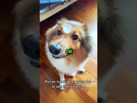 Con chó nào phản ứng tốt nhất?