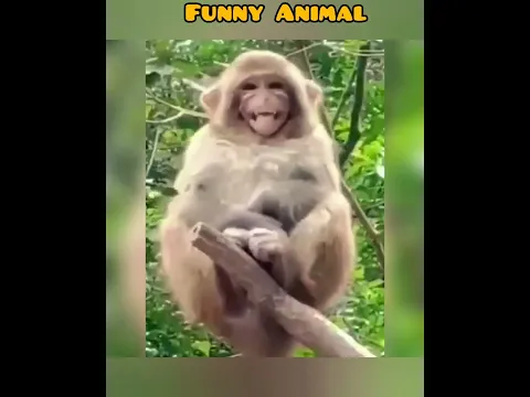 The best funny animal videos of the  2022 try not to laugh 🤣 🤣 🤣 #shorts #animals #funny