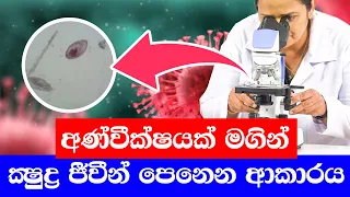 ආලෝක අණ්වීක්ෂයක් මගින් ක්‍ෂුද්‍ර ජීවීන් පෙනෙන ආකාරය 🔬 🦠