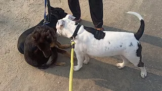 when Rocky (Pitbull) Met Lucy [American bully] and Max (GSD)🤩 || Rocky Ko Lucy se Milwaya!! ||