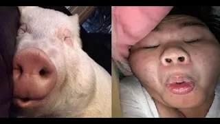 🔴LIVE: หมูนอนขึ้นอืด1วันมาดูด้วยนะครับ #shorts