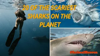 20 of the Scariest Sharks on the Planet