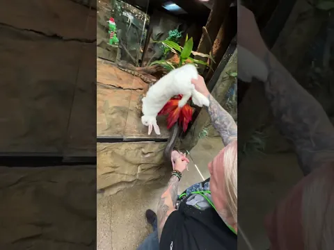 Feeding Two Anacondas At Once