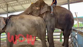 ช้างจีบกัน❗️จะจีบได้ไหมมาดูกัน Elephant lovely